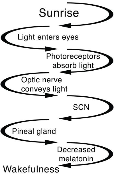 1.5 light increases wakefulness