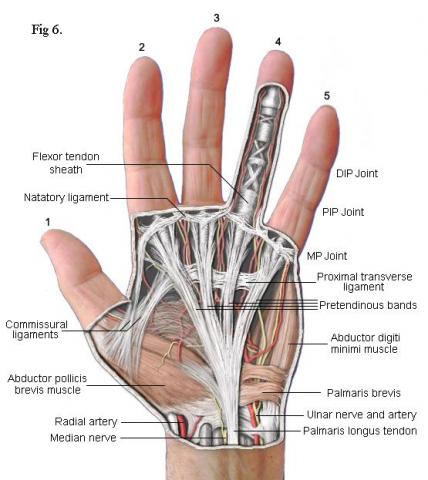 hand anatomy